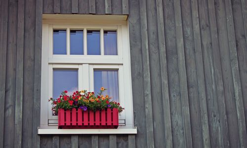 okno - květiny